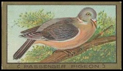 82 Passenger Pigeon